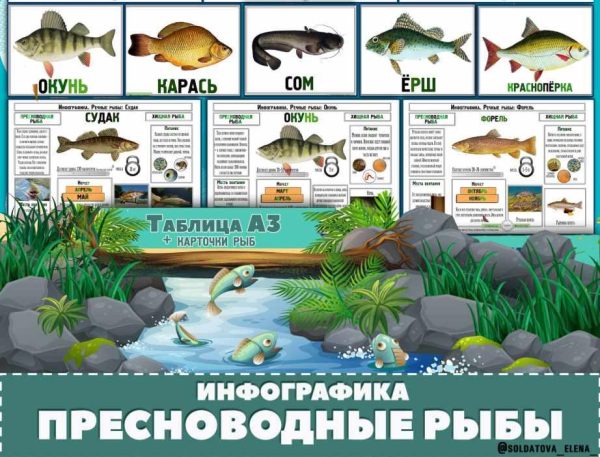 Пресноводные рыбы. Инфографика  (Елена Солдатова)
